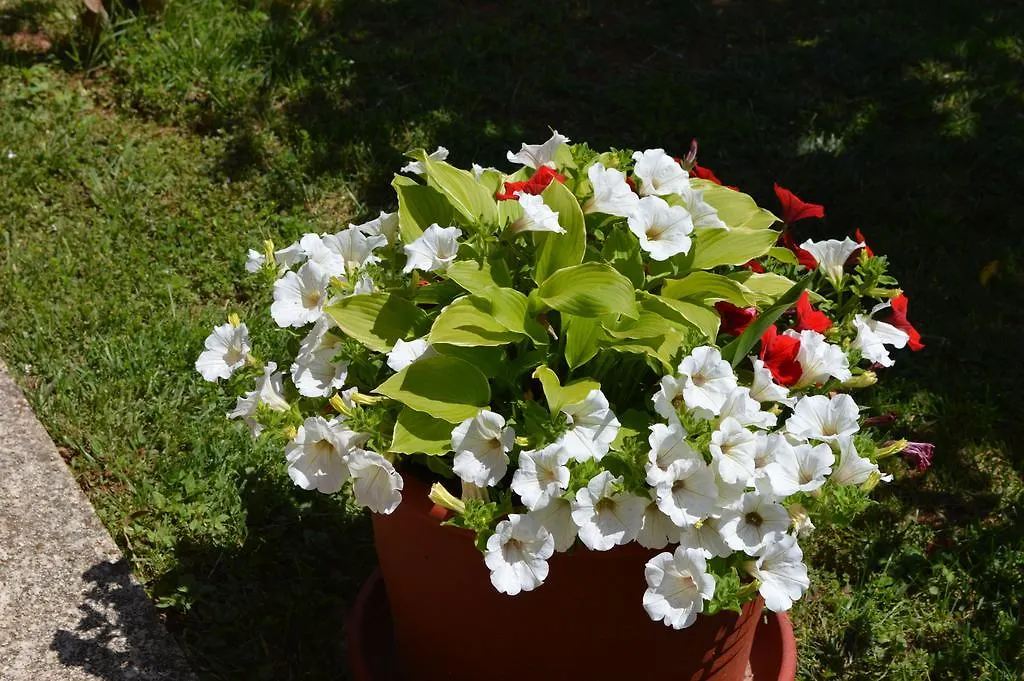 Apartment Mirna Umag